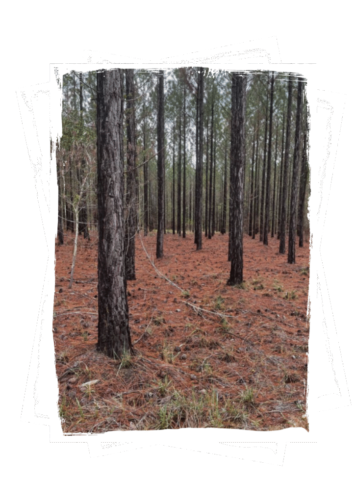 Photograph of a pine forest with a floor of dry needles, framed inside a white ripped-paper border.